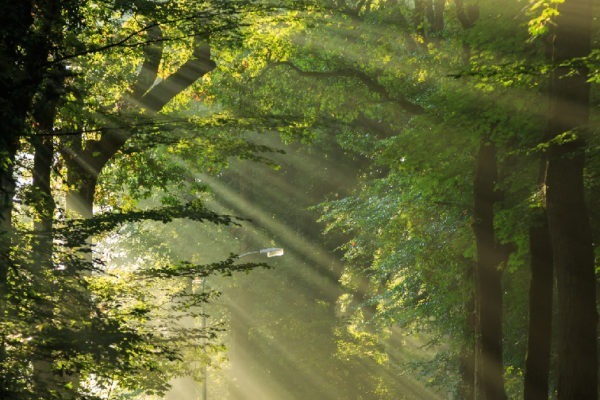Sun rays shining through the trees in a forrest.